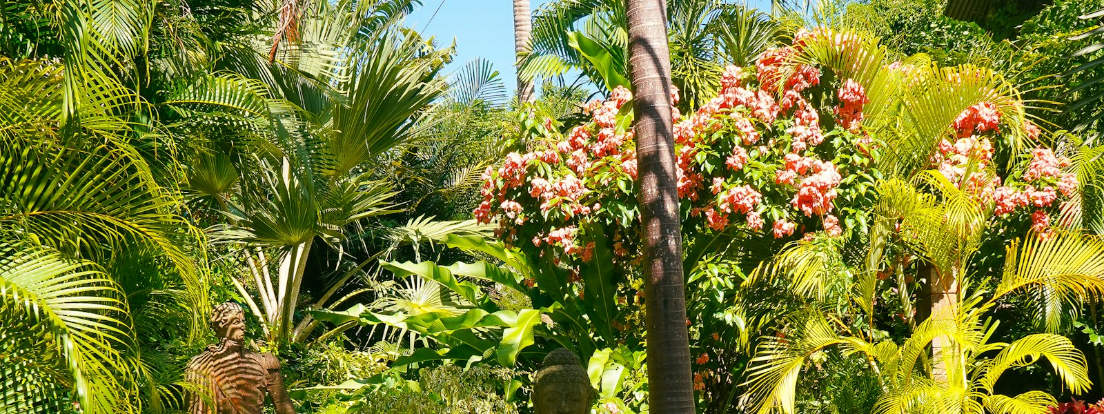 Jardin tropical avec palmiers et fleurs