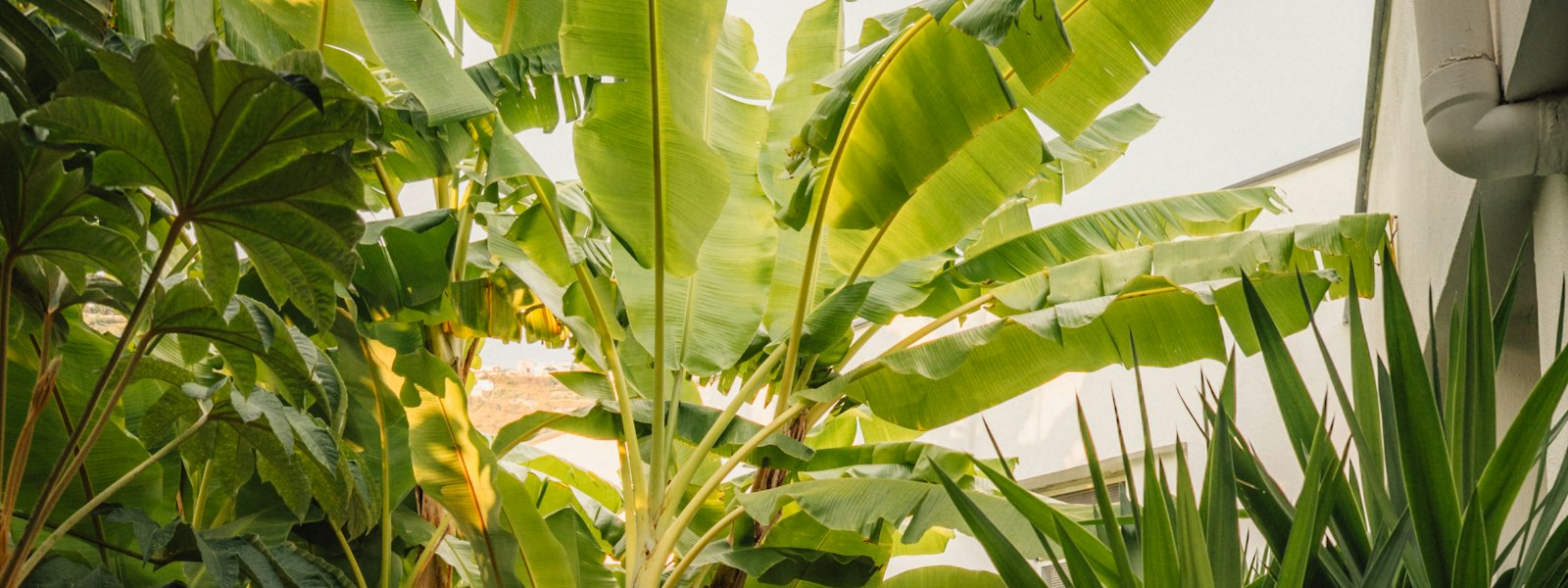 Vendre un terrain en Guadeloupe